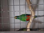 Vele soorten vogels en dierbenodigdheden woensdag avond open, Dieren en Toebehoren, Meerdere dieren, Parkiet, Tam