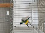 Koppel Gouldamadines beide split blauw, Dieren en Toebehoren, Vogels | Overige Vogels, Meerdere dieren, Geringd