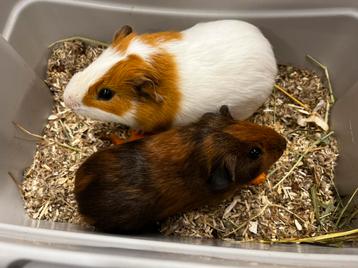 Lief koppel cavia’s met zorg gematcht beschikbaar voor biedingen