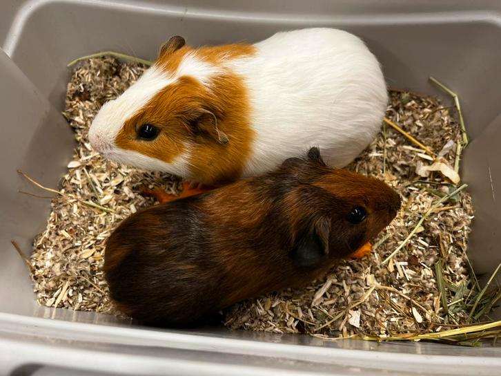 Lief koppel cavia’s met zorg gematcht, Dieren en Toebehoren, Knaagdieren, Mannelijk, Cavia, Juli, Tam