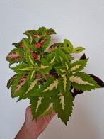 Siernetel/coleus stekken, Ophalen of Verzenden, Overige soorten, Minder dan 100 cm
