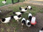 Te Koop lakenvelder kip, Dieren en Toebehoren, Pluimvee, Vrouwelijk, Kip