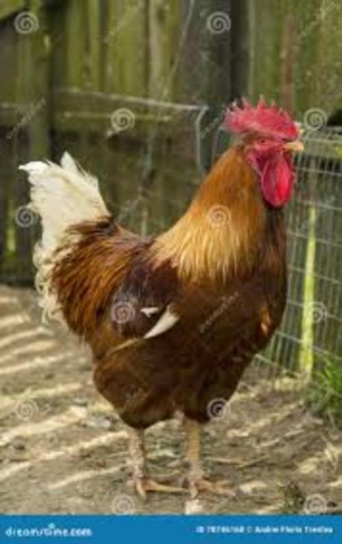 Grote Hanen............., Dieren en Toebehoren, Pluimvee, Kip, Mannelijk