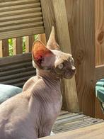Gouden mandje gezocht voor sphynx poesje, Poes, Met stamboom