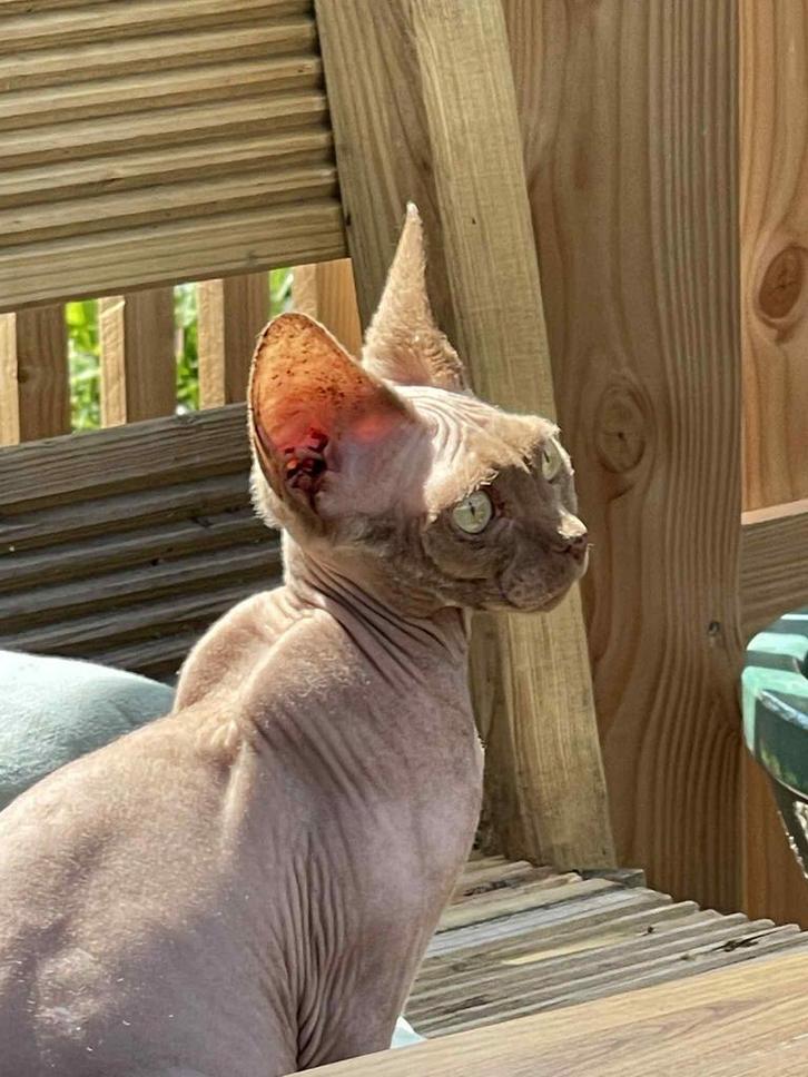 Gouden mandje gezocht voor sphynx poesje, Dieren en Toebehoren, Katten en Kittens | Raskatten | Korthaar, Poes, Met stamboom