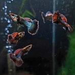 Unieke Platinum (mixed) Dragon Guppen, Dieren en Toebehoren, Vis