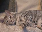 Bengaalse kat, Poes, Kortharig, 0 tot 2 jaar