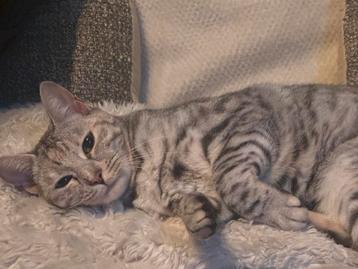 Bengaalse kat beschikbaar voor biedingen