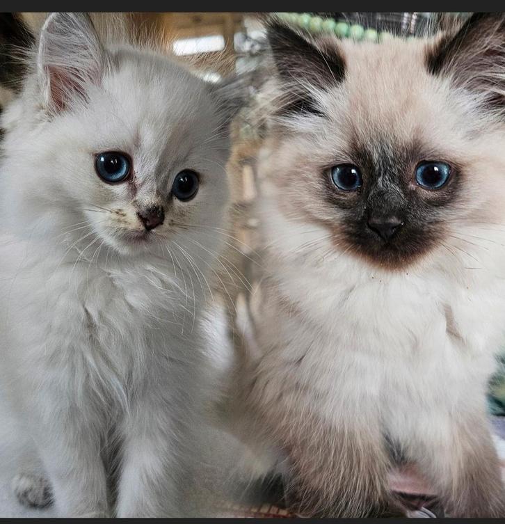 🩷💙Super lieve en prachtige langharige kittens 🩷💙, Dieren en Toebehoren, Katten en Kittens | Raskatten | Langhaar, Meerdere dieren