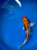 Kujaku, Karper of Koi