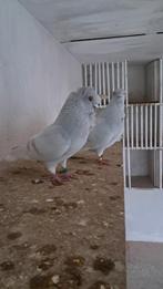 HAMBURGER STICKEN MEEUWEN, Meerdere dieren, Overige soorten