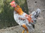 serama haantje, Dieren en Toebehoren, Pluimvee, Mannelijk, Kip