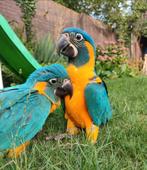 Tamme Blauwkeel Ara's te reserveren, Dieren en Toebehoren, Vogels | Parkieten en Papegaaien, Meerdere dieren, Papegaai, Tam