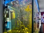 Mooi aquarium met 60 Kleine vissen van ale kleuren, Dieren en Toebehoren, Ophalen of Verzenden