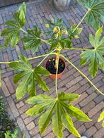 TE KOOP.  ZEER  VASTE ARALIA PLANT  (  FATSIA ), Tuin en Terras, Planten | Tuinplanten, Ophalen of Verzenden, Zomer, Overige soorten