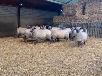 Blue du maine fokooien beschikbaar voor biedingen