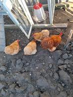 Broedeieren cochin kriel. In de kleuren parelgrijs en buff., Geslacht onbekend, Kip