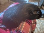 Cavia zeugje, Cavia, Vrouwelijk, Januari, Tam