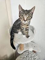 2 cyperse katertjes, 3 maanden oud. Zijn beide gevaccineerd., Dieren en Toebehoren, Katten en Kittens | Overige Katten, Kater