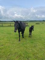 Zwarte Galaxie x Parcival merrie, Dieren en Toebehoren, Merrie, Met stamboom, L, 7 tot 10 jaar