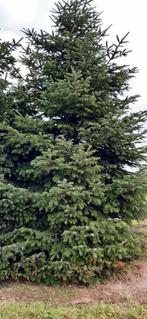 Kerstboom, Tuin en Terras, Planten | Bomen, Bloeit niet, Overige soorten, Minder dan 100 cm, Ophalen