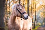 Fjorden te koop, Minder dan 160 cm, Gechipt, 3 tot 6 jaar, Meerdere dieren