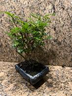Zanthoxylum Bonsai, Tuin en Terras, Overige soorten, Vaste plant, Ophalen of Verzenden, Bloeit niet