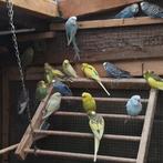 Parkieten, Meerdere dieren, Parkiet