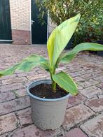 Musa basjoo, Japanse vezelbanaan, Tuin en Terras, Planten | Tuinplanten, Ophalen, Overige soorten