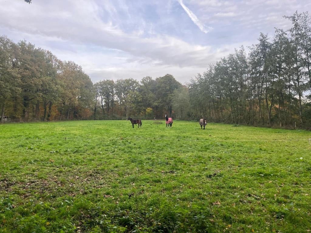 Weide / grasland te huur – ca. 6.000 m² – Delden, Dieren en Toebehoren, Stalling en Weidegang, Weidegang