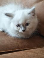 Wij mogen verhuizen. 2 ragdoll lilac point., Dieren en Toebehoren, Katten en Kittens | Raskatten | Langhaar, Meerdere dieren, Ontwormd