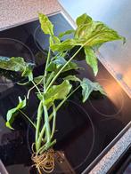 Syngonium Mottled Mojoto, Huis en Inrichting, Kamerplanten, Ophalen, Halfschaduw, Minder dan 100 cm