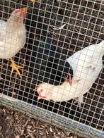 3 kuikens, Dieren en Toebehoren, Pluimvee, Meerdere dieren, Kip