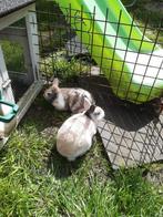 2 jonge konijnen