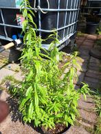 Citroen verbena in 4 liter pot lekker groot., Tuin en Terras, Planten | Tuinplanten, Ophalen, Volle zon, Vaste plant, Kruiden
