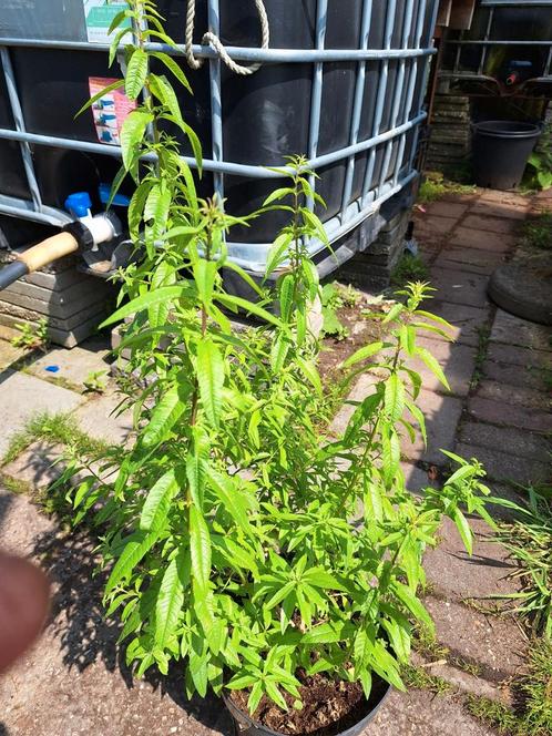 Citroen verbena in 4 liter pot lekker groot., Tuin en Terras, Planten | Tuinplanten, Vaste plant, Kruiden, Volle zon, Zomer, Ophalen