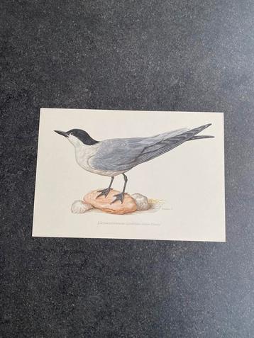 24 prenten vogels 16,5x24 per stuk 1,25 euro UITZOEKEN beschikbaar voor biedingen