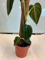 Philodendron Melanochrysum P12 met mosstok, Huis en Inrichting, Kamerplanten, Ophalen of Verzenden, Overige soorten, Minder dan 100 cm