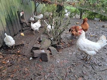 Te koop, 25 legkippen witte en bruine kippen, kip eieren beschikbaar voor biedingen