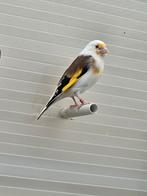 parva mooie gezonde man  Eagle head van 2024, Dieren en Toebehoren, Vogels | Kanaries, Meerdere dieren, Kleurkanarie