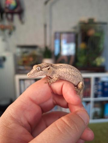 Gargoyle gekko 9 mnd beschikbaar voor biedingen