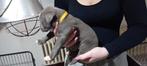 American bully xl pups nog 1 pup (teef) te koop, Dieren en Toebehoren, Overige rassen, 8 tot 15 weken, Meerdere, Meerdere dieren
