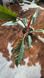 Philodendron Caramel Marble, Huis en Inrichting, Kamerplanten, Ophalen, Halfschaduw, Minder dan 100 cm