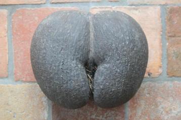 Ruwe coco de mer (zeekokosnoot) uit de seychellen  beschikbaar voor biedingen