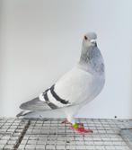 Kleurpostduif kleurpostduiven postduif kleurduif sierduif, Dieren en Toebehoren, Vogels | Duiven, Vrouwelijk, Postduif