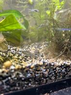 Corydora Pygmaeus, Dieren en Toebehoren, Vissen | Aquariumvissen, Vis