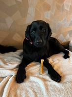 Hondenopvang hondenoppas knaagdierenopvang, Particuliere oppas