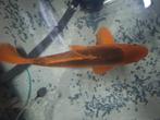 Aka matsuba  koi 55cm+ mag weg voor een klein prijsje, Dieren en Toebehoren, Vissen | Vijvervissen, Karper of Koi