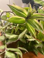 Callisia soconuscensis variegata dragon tail, Huis en Inrichting, Kamerplanten, Ophalen of Verzenden