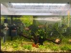 Aquarium tekoop, Ophalen, Zo goed als nieuw, Gevuld zoetwateraquarium